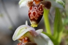 Ophrys umbilicata